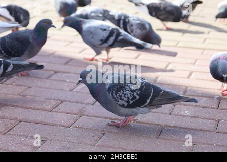 Faune et flore d'Uraban.La colombe rocheuse ou le pigeon commun est un membre de la famille des oiseaux Columbidae.Rock Pigeons rues de foule et places publiques, vivant sur Banque D'Images