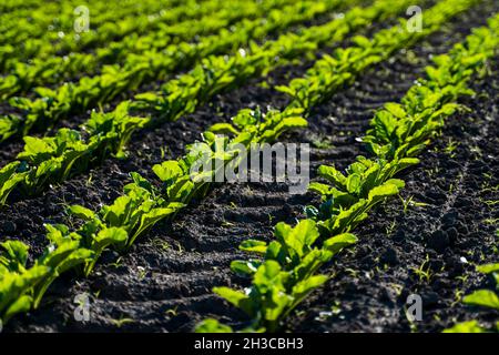 Gros plan de jeunes plants de betteraves à sucre dans les longues lignées convergentes qui poussent dans le sol récemment cultivé sur une ferme.Champ agricole. Banque D'Images