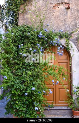 Gros plan de la porte d'entrée d'un ancien bâtiment avec une plante à fleurs de plumbago sur la façade en été, Castagneto Carducci, Livourne, Toscane Banque D'Images