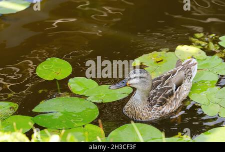 Un canard nage dans la rivière près des nénuphars Banque D'Images