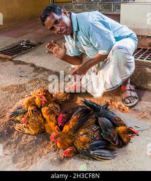 DHAKA, BANGLADESH - 21 NOVEMBRE 2016 : vendeur de poules dans la vieille ville de Dhaka, Bangladesh Banque D'Images