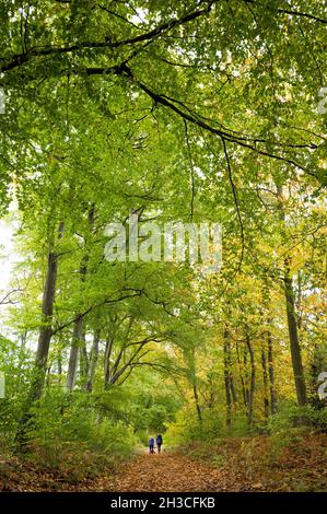 Les gens qui marchent sur une chaussée à travers un bois typique dans la forêt de Sherwood d'arbres à feuilles caduques. Banque D'Images