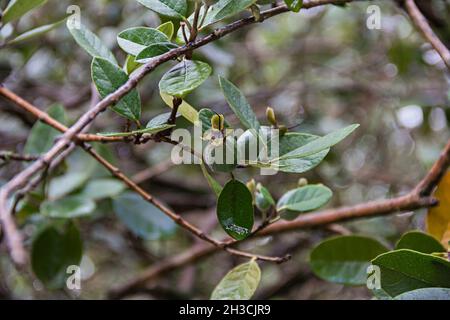 Gros plan d'un arbre féijoa humide avec des fruits féijoa mûrs verts et des feuilles après la pluie Banque D'Images