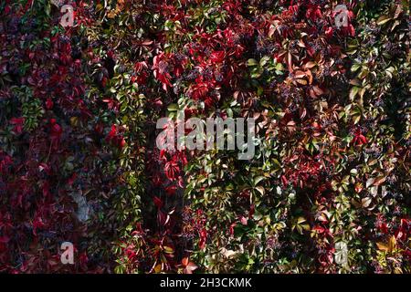 La texture de fond de l'Ampelopsis devient rouge en automne. Banque D'Images