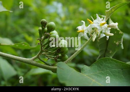 Torvum de Solanum (baie de dinde, nightShade rickly, buisson de shoo-shoo, aubergine sauvage, aubergine de pois,aubergine de pois, kantɔsi, konsusuua) ou communément appelé pok Banque D'Images