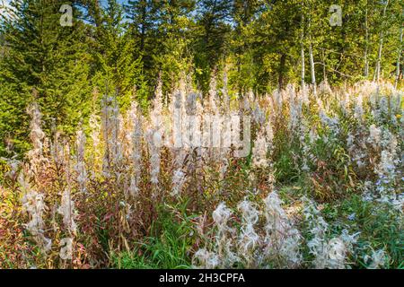 fireweed est allé à la graine dans de belles graines blanches prêtes à être dispersées par le vent Banque D'Images