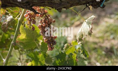 Raisins secs crevettes comme des raisins blancs dans le vignoble Banque D'Images