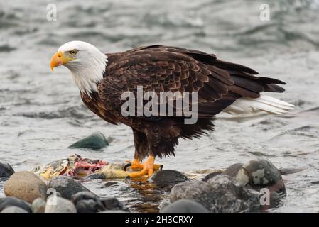 Aigle à tête blanche mature, en profil étroit, debout sur un saumon kéta partiellement mangé.L'eau d'hiver de la rivière Nooksack coule en arrière-plan Banque D'Images