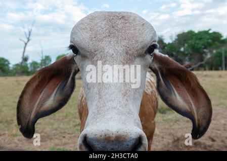 Gros plan de la tête de bétail gir sur le pâturage.Curieux vache d'origine indienne dans la campagne du Brésil.bovins laitiers pour la production de lait et de boeuf.GIR Banque D'Images