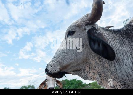 Gros plan d'un virage à cornes de la race GIR de couleur blanche et noire.Le RIF est une race de Zebu d'origine indienne.Bovins laitiers à la ferme dans les zones rurales du Brésil. Banque D'Images