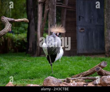 Gros plan d'un adorable oiseau de grue dans le zoo de Hanovre Banque D'Images