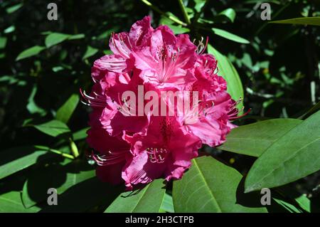 Belles fleurs au printemps Banque D'Images