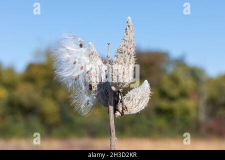 Des graines de laitoued communes (Asclepias syriaca) soufflent dans le vent en Iowa en octobre Banque D'Images