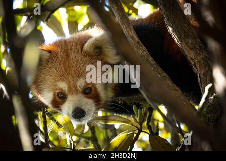 Portrait d'un panda rouge sauvage dans une forêt himalayenne Banque D'Images