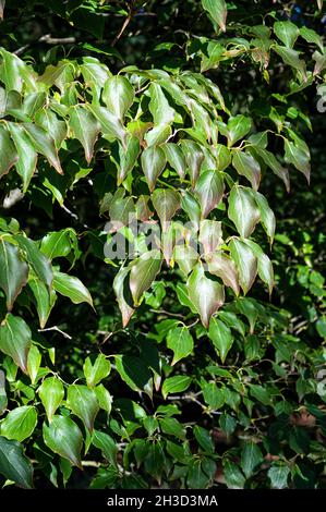 Cornus Kousa Chinensis, cornouiller chinois, Cornacées.Feuilles elliptiques à la fin de l'été. Banque D'Images