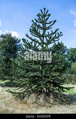Araucaria araucana,PIN du Chili, Araucariaceae, arbre de casse-tête de singe, Banque D'Images