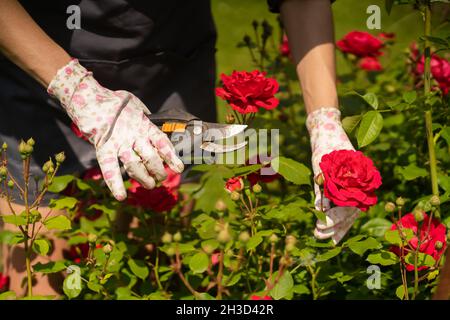 Un homme est impliqué dans le jardinage et l'agriculture. Banque D'Images