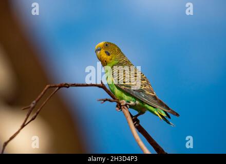 Budgerigar, Melopsittacus undulatus, perché dans un arbre dans l'arrière-pays rouge centre de l'Australie centrale. Banque D'Images