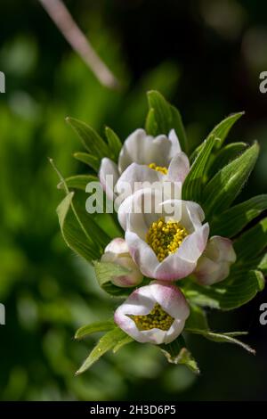 Anemonastrum narcissiflorum fleur en montagne, macro Banque D'Images