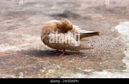 Un pigeon brun domestique piquant ses plumes sur le toit Banque D'Images