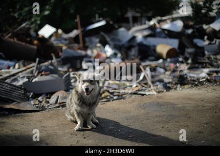 Chien errant sur une route de terre avec des piles de déchets ménagers en arrière-plan dans la Roumanie rurale. Banque D'Images