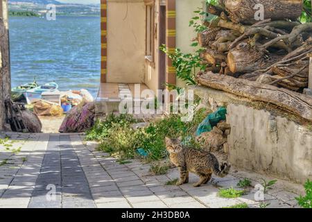 Chat de rue mignon un de ses yeux est des dommages se tenant sur la rue étroite avec le lac uluaplat flou (goliazi) et sur le sol pavé en vintage Banque D'Images