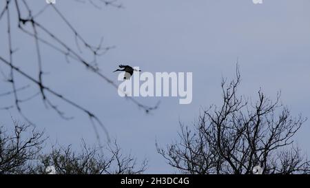 Grand oiseau de cigogne ou de pélican sur le ciel derrière les arbres séchés et flétrisés arrière-plan avec le ciel dans la plaine d'inondation de Karacasey. Banque D'Images