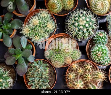 Ensemble de cactus et succulent, Mammilaria crassula échinocactus vue de dessus.Différents types de cactus, plante en pot comme cadeau Banque D'Images