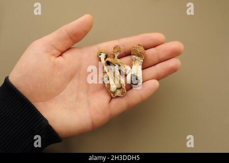 Champignons de psilocybine dans la main de l'homme sur fond brun. Magie psychédélique Golden Teacher champignons. Usage médical. Concept de microdosage. Banque D'Images