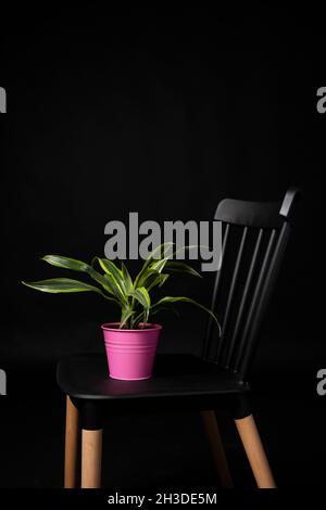 Pot en métal rose avec plante décorative sur chaise noire.Citron Dracena Lima Banque D'Images