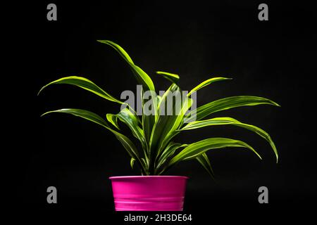 Image de citron vert Dracena dans un pot rose métallique sur fond noir Banque D'Images