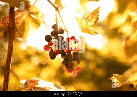 Lumière du soleil brillant à travers des grappes bleues de raisins dans un vignoble dans la nature Banque D'Images