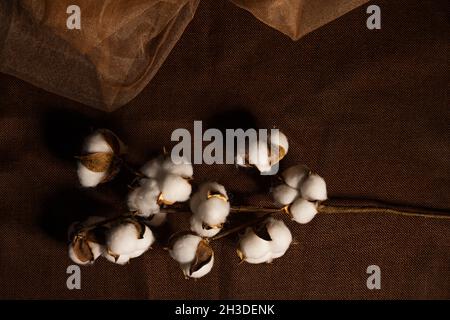 Branche de coton végétal avec ses bourgeons sur fond de tissu de tulle brun vu de dessus Banque D'Images