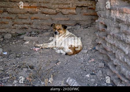 Mignon chien de rue blanc et brun à l'intérieur de la ville antique d'iznik murs faits de briques rouges Banque D'Images