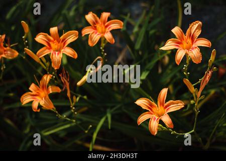 Orange Daylily ; nom scientifique : Hemerocallis Fulva Banque D'Images