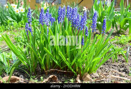 Fleurs de jacinthe de raisin.Fleurs de muscari bleues (jacinthe de raisin) dans le lit de fleurs de printemps. Banque D'Images