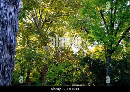 Méduses blanches suspendues dans les arbres du jardin botanique royal de Madrid comme décoration, en Espagne.Europe.Photographie horizontale. Banque D'Images