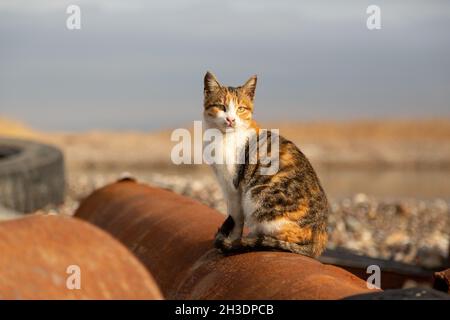 Le chat errant se bronzer sur d'énormes tuyaux d'eau rouillés qui sont inactifs. Banque D'Images