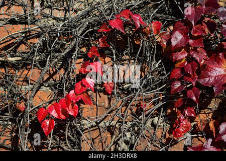 Feuilles rouges de raisins sauvages.Feuilles d'automne de raisins sauvages avec fond flou.Arrière-plan de l'automne.Mise au point sélective. Banque D'Images