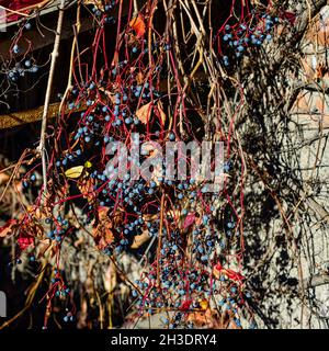 Petits pains mûrs de baies et feuilles rouges de raisins sauvages.Feuilles d'automne de raisins sauvages avec fond flou.Mise au point sélective. Banque D'Images