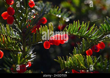 Baies rouges poussant sur l'arbre à l'if à feuilles persistantes en plein soleil, arbre à l'if européen. Banque D'Images