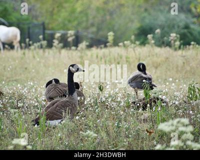 Gooses sauvages au zoo de Kansas City, Missouri Banque D'Images