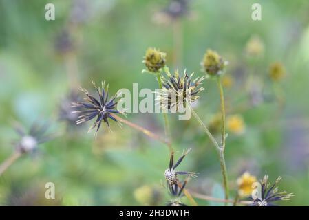 Cliché sélectif des graines de fleurs de bidens pilosa Banque D'Images