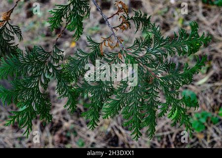 branche pois cyprès .Nom latin Chamaecyparis pisifera Banque D'Images