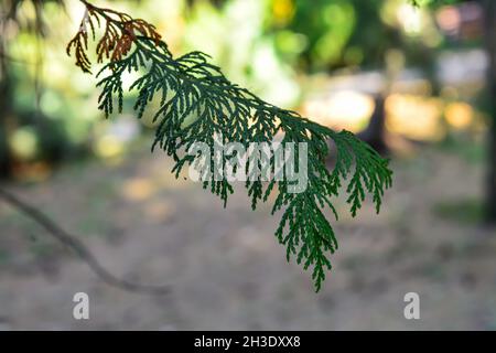 branche pois cyprès .Nom latin Chamaecyparis pisifera Banque D'Images