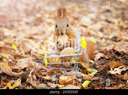 Gros plan d'un écureuil rouge prenant un écrou d'un petit chariot de magasinage plein de noix sur un fond de feuillage flou. Banque D'Images