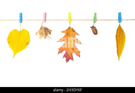 Feuilles d'automne épinglées sur une ligne de vêtements isolée sur fond blanc.Arrière-plan d'automne créatif. Banque D'Images