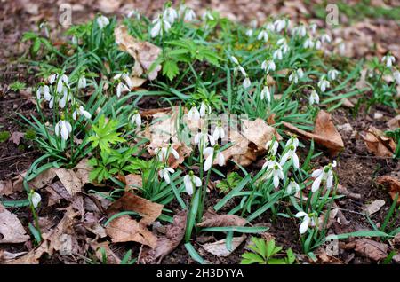 Fleurs de Snowdrop ou de neige commune (Galanthus nivalis).Snowdrop dans la forêt dans la nature en fleur de printemps. Banque D'Images