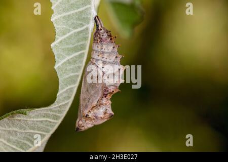 Camberwell Beauty (Nymphalis antiopa), pupa à une feuille séchée, Allemagne Banque D'Images