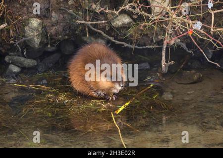 Le rat musqué (Ondatra zibethicus), se trouve dans un ruisseau et mangeant des usines d'eau , Allemagne Banque D'Images